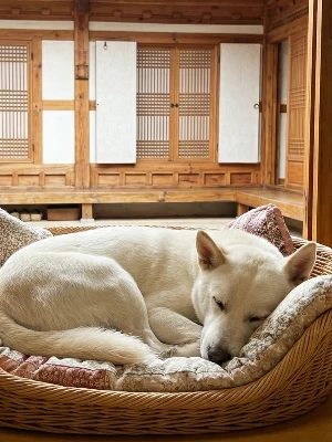 Jindo Coréen