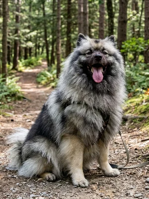 Keeshond