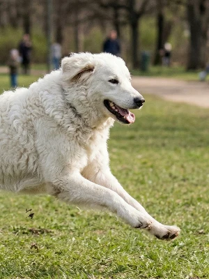 Kuvasz