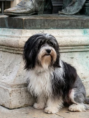 Petit Chien Lion