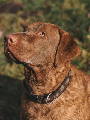 Retriever de la Baie de Chesapeake