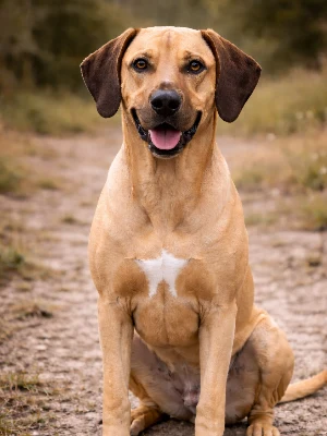 Rhodesian Ridgeback