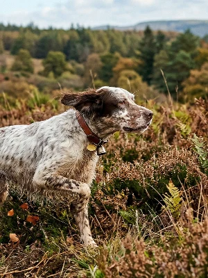 Setter Anglais