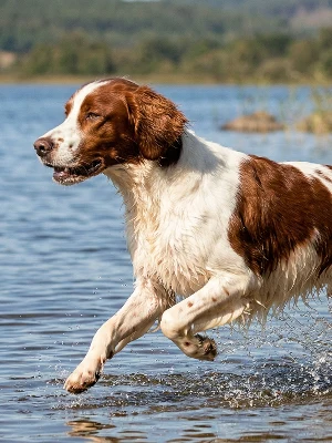 Setter Irlandais Rouge et Blanc