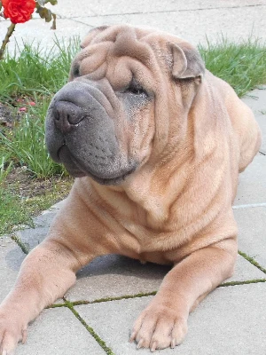 Shar Pei