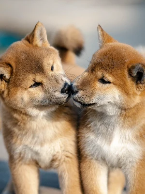 Shiba Inu