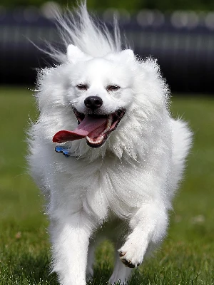 Spitz Américain