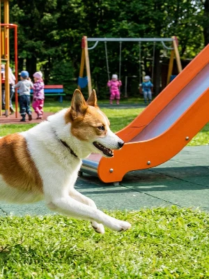 Spitz de Norrbotten