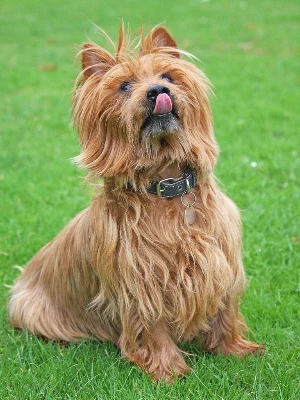 Terrier Australien