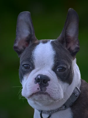 Terrier de Boston