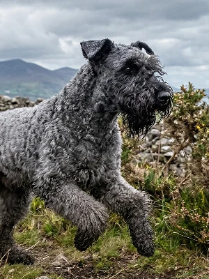 Terrier Kerry Blue