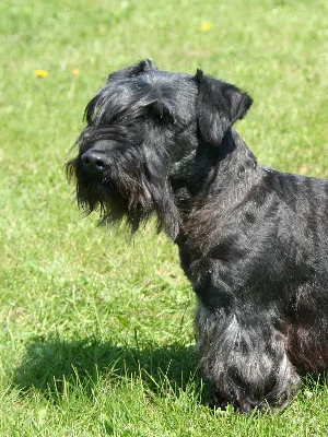 Terrier Tchèque