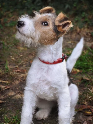 Toy Fox Terrier