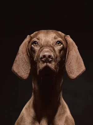 Vizsla