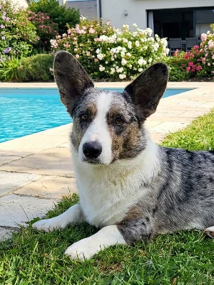 Welsh Corgi Cardigan