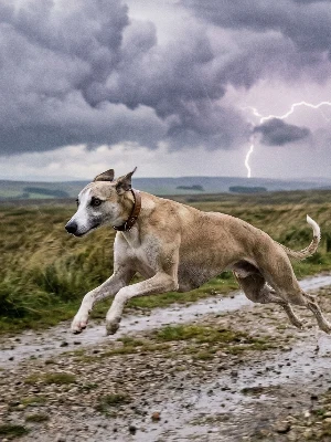 Whippet