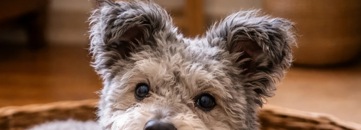 Pumi dans la nature