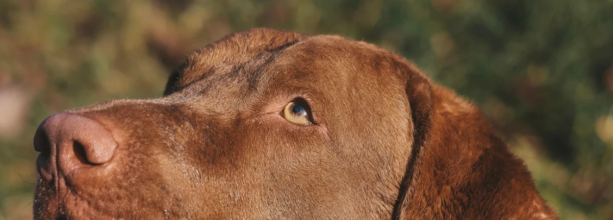 Retriever de la Baie de Chesapeake dans la nature