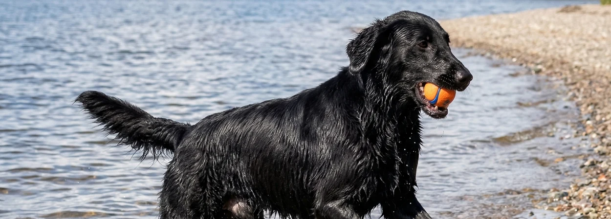 Retriever à Poil Plat dans la nature