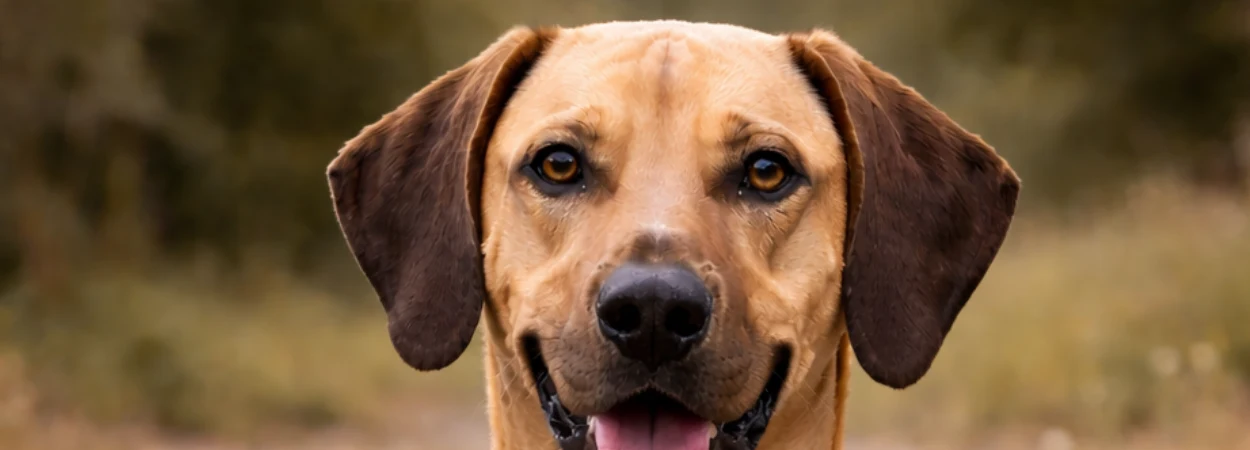 Rhodesian Ridgeback dans la nature