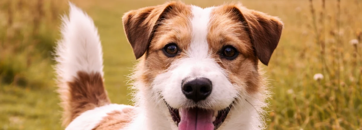 Russell Terrier dans la nature