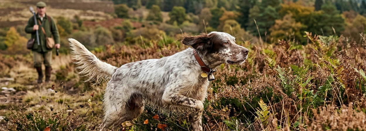 Setter Anglais dans la nature
