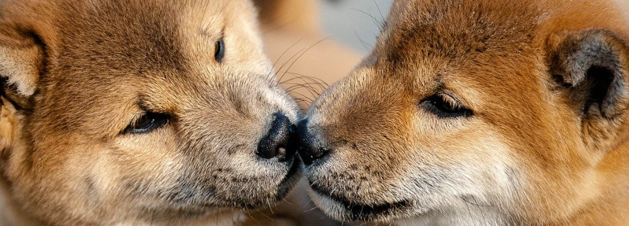 Shiba Inu dans la nature