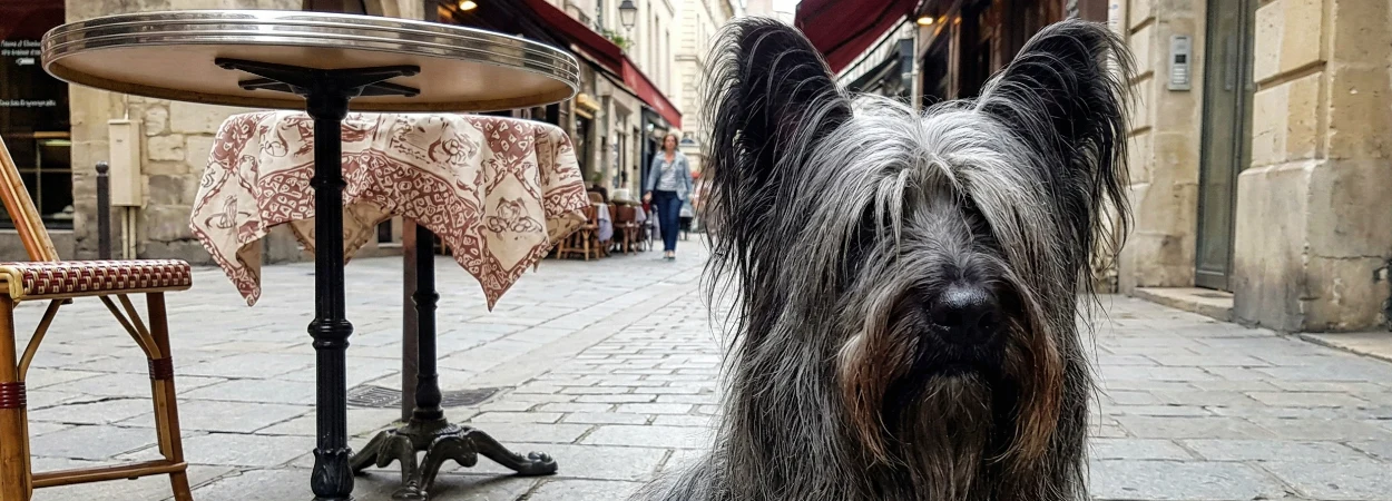 Skye Terrier dans la nature