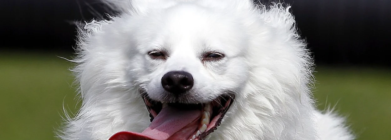 Spitz Américain dans la nature