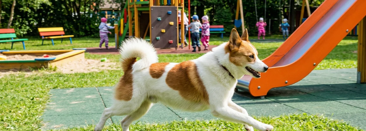 Spitz de Norrbotten dans la nature