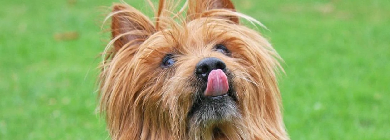 Terrier Australien dans la nature