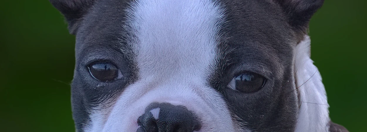 Terrier de Boston dans la nature