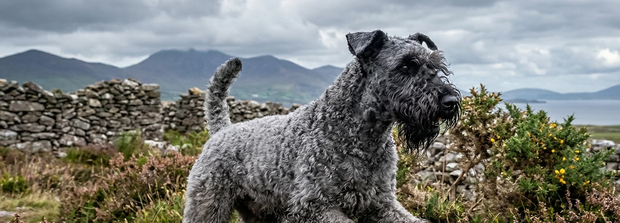 Terrier Kerry Blue dans la nature