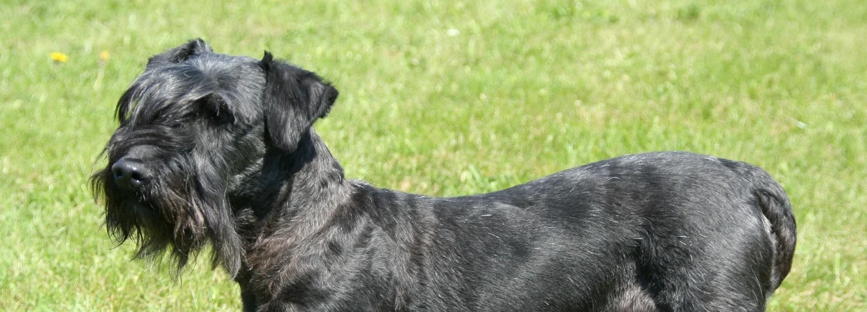 Terrier Tchèque dans la nature