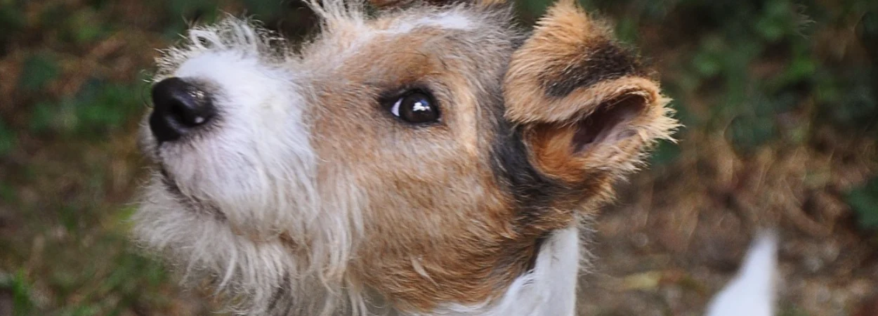 Toy Fox Terrier dans la nature