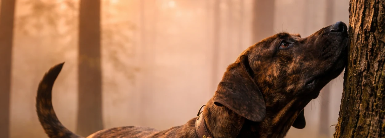 Treeing Tennessee Brindle dans la nature