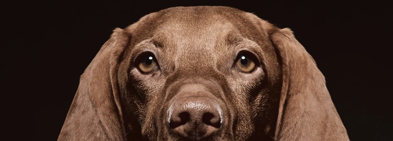 Vizsla dans la nature