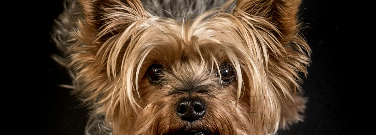 Yorkshire Terrier dans la nature